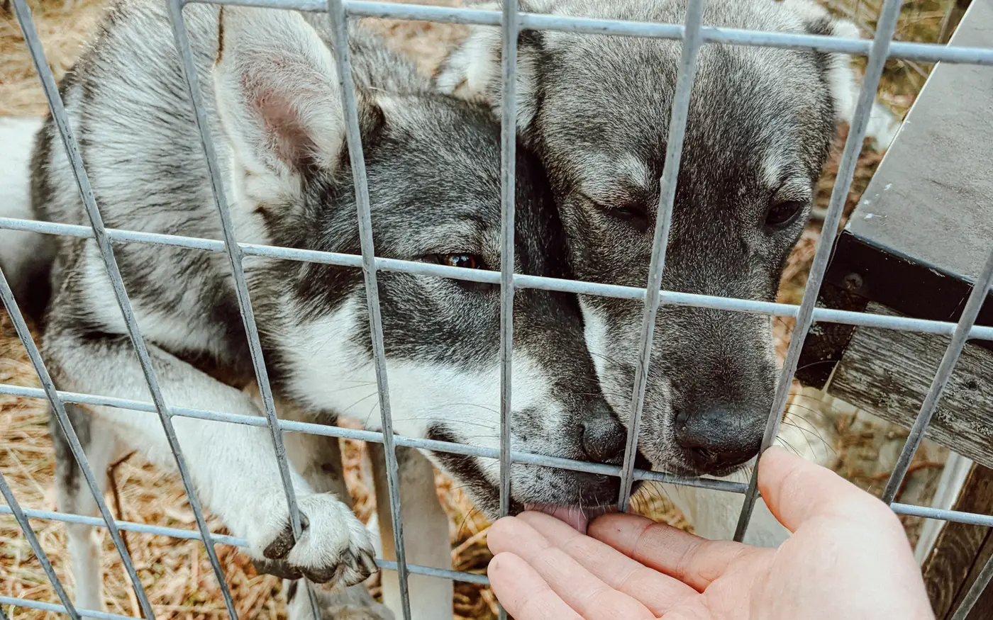Två gråhundar står tätt intill gallret på en hundbur. Den ena vilar nosen i en utsträckt hand som når in mellan gallren.
