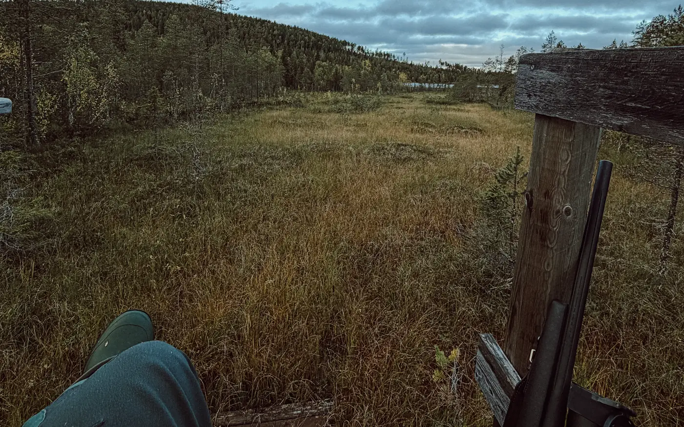 Utsikt från ett jaktpass i skymningen. Ett knä och en gummistövel syns i nederkanten, och ett studsargevär står lutat mot en väderbiten trästolpe till höger. Framför ligger en gulnad myr, bortom den en skogsklädd ås och en mulen himmel.